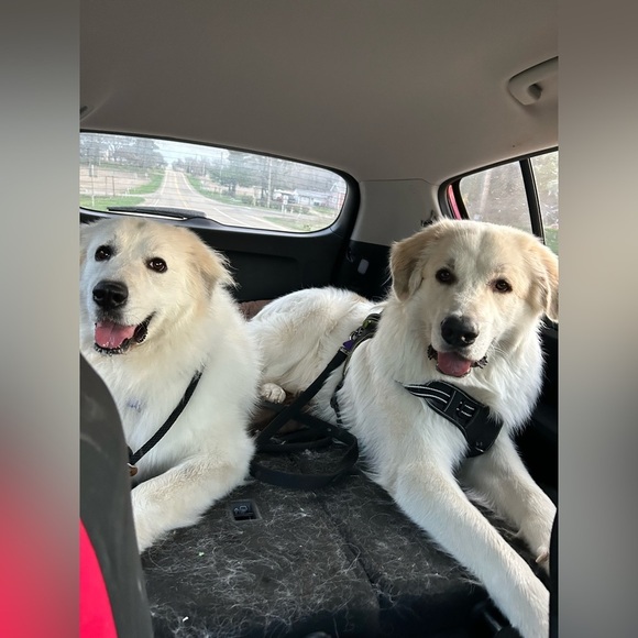 Welcome to our Posh!! - Picture 13 of 17